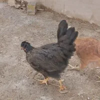 مرغ و خروس