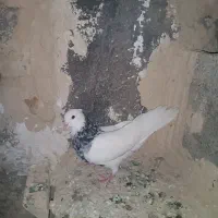 طوقی|پرنده|سیوان, |دیوار