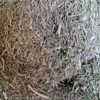 خارشتر|لوازم جانبی حیوانات|رضویه, |دیوار