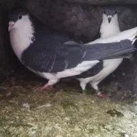 ساده پولکی|پرنده|بیرجند, |دیوار