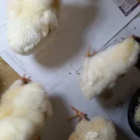 جوجه محلی ۵روزه ۴۵ تومن