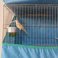 قناری ماده هوش