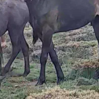 اسب ۲۸ ماهه نریان