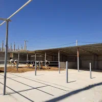 گاوداری فروشی|فروش دفتر صنعتی، کشاورزی، تجاری|لردگان, |دیوار