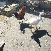 مرغ خروس غاز