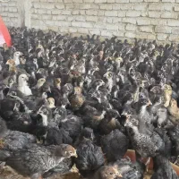 جوجه مرغ و خروس یک ماهه نژاد گلپایگان|حیوانات مزرعه|جوادآباد, |دیوار