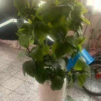 گل مصنوعی قابل شصت و شو بزرگ قابل انعطاف|گل مصنوعی|تهران, چیتگر شمالی|دیوار