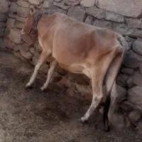 5راس دو گاو سه گوساله|حیوانات مزرعه|اندیکا, |دیوار