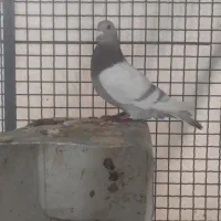 کفتر دسته اولی|پرنده|شیراز, امام حسین|دیوار