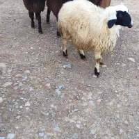 بره ماده نر