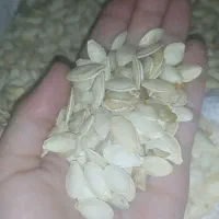 تخمه کدو آجیلی بوجاری شده|عمده‌فروشی|کلاله, |دیوار