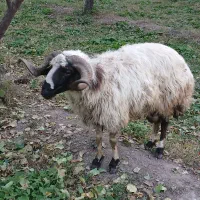 گوسفند|حیوانات مزرعه|فیرورق, |دیوار