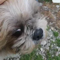 واگذاری شیتزو