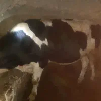 گوساله سیمینتال نر