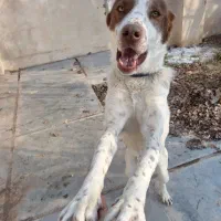 سگ نگهبان