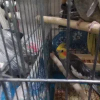 عروس هلندی مولد نروماده وسخنگو