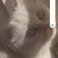 گربه سفید نژاد دار  فروشی