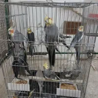 عروس هلندی