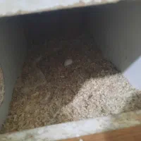 یک جفت عروس هلندی ایزابلا و وایت فیس|پرنده|گلبهار, شهر جدید گلبهار|دیوار