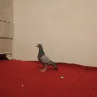 کبوتر پلاکی  مسافتی صحرای .قوره ای روشن|پرنده|سنندج, |دیوار