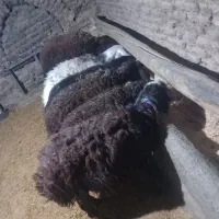 فروش بره نر شال