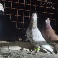 10عدد کبوتر پرشی