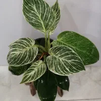 گل های مناسب آپارتمانی|گل و گیاه طبیعی|صدرا-فارس, فاز ۱|دیوار