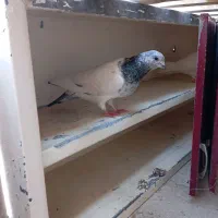 شخی|پرنده|خرمشهر, |دیوار