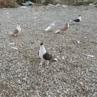 پرنده|پرنده|گتوند, |دیوار