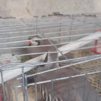 بلدرچین|پرنده|سیب و سوران, |دیوار