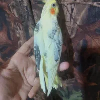 عروس هلندی
