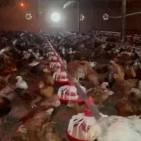 جوجه محلی (3 ماه ) پاسیاه 700گرم