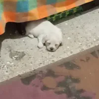 واگذاری تول شیتزو|سگ|آبادان, |دیوار