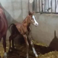 مادیون یسر وارداتی