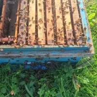 صد عدد زنبور|حیوانات مزرعه|چابکسر, |دیوار