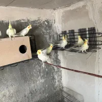 عروس هلندی لوتینو بالغ|پرنده|قائن, |دیوار