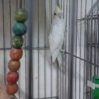 عروس هلندی امرلیددوکت کرم فیس ودوکت البینو ولوتینو|پرنده|بندرعباس, |دیوار