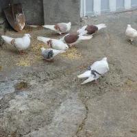 شونی|پرنده|اشترینان, |دیوار