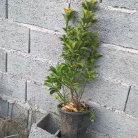 گل وگیاه|گل و گیاه طبیعی|املش, |دیوار