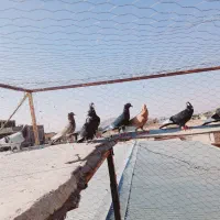 34کفتر سوراخ|پرنده|کرمان, |دیوار