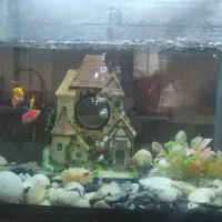 آکواریم با لوازم شیشه خم|ماهی|کاشان, قطب راوندی|دیوار