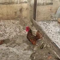 خروس سیبرایت