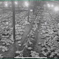 سالندار مرغداری گوشتی