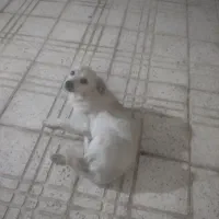 فروش یک توله سگ خانگی