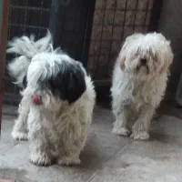 واگذاری دوقلاده سگ شیتزو تریل نر وماده بالغ