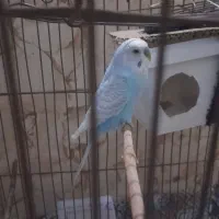 مرغ عشق