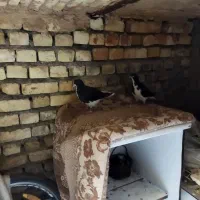 یک جفت جوجه شیرازی 800تومان