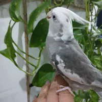 دوتا جوجه عروس گاز نمیگیرن