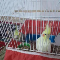 عروس هلندی مولد