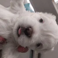 شیتزو کراس|سگ|کرج, باغستان|دیوار